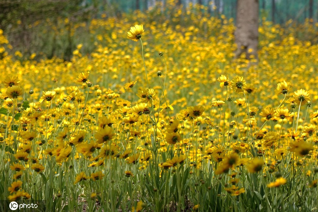 山东青岛 湿地公园夏木青翠鲜花烂漫