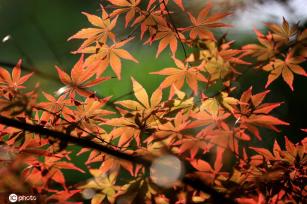 端午将至 江苏淮安百年园林枫叶红似火