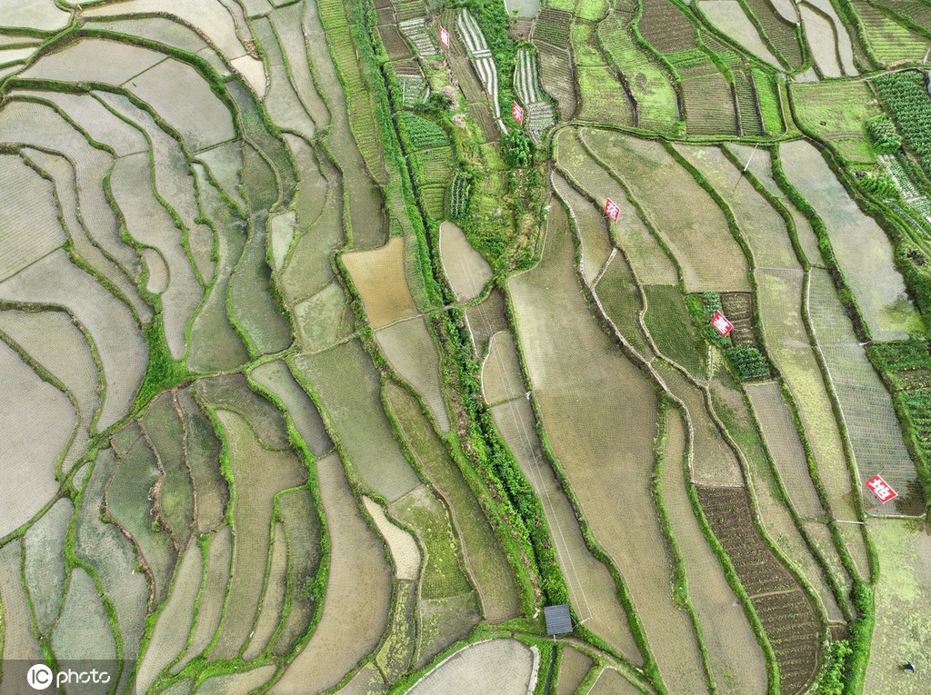 贵州遵义：夏日田园美如画