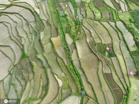 贵州遵义：夏日田园美如画