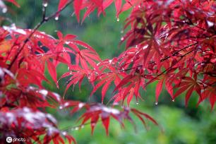 山东青岛：雨中枫叶红似火别具韵味