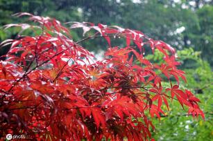 山东青岛：雨中枫叶红似火别具韵味