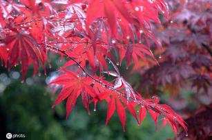 山东青岛：雨中枫叶红似火别具韵味