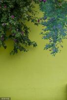 “手绘+绿植” 夏日创意景观画亮相成都街头