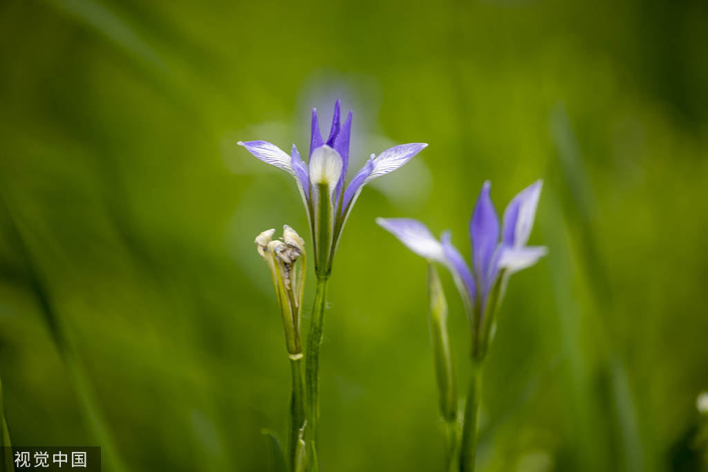 吉林：松花江畔马莲花盛开