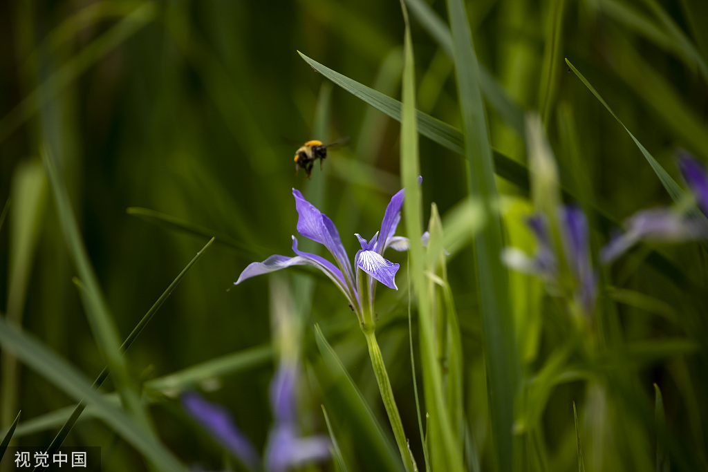 吉林：松花江畔马莲花盛开