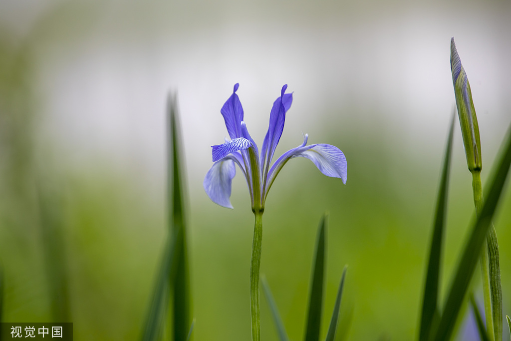 吉林：松花江畔马莲花盛开