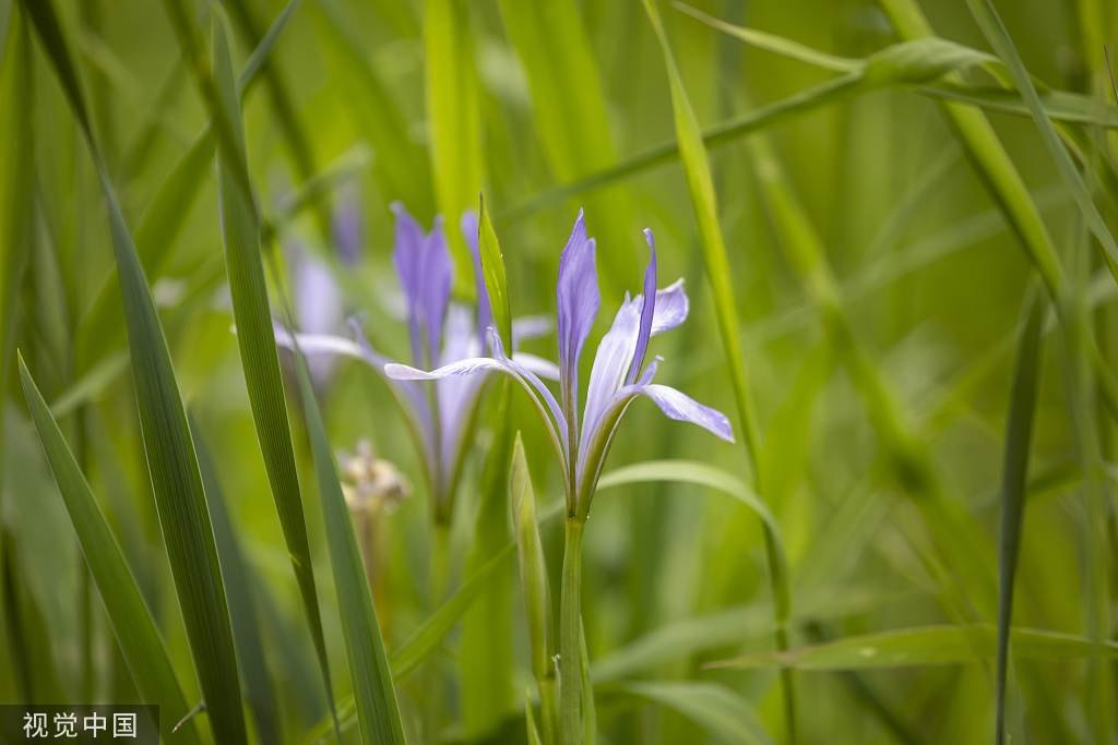 吉林：松花江畔马莲花盛开