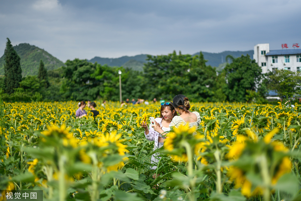 贵州兴义：向日葵盛放 游客相约“太阳花海”