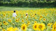 贵州兴义：向日葵盛放 游客相约“太阳花海”