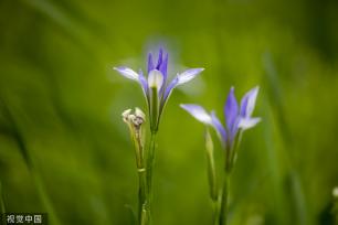 吉林：松花江畔马莲花盛开