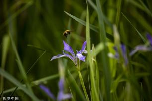 吉林：松花江畔马莲花盛开