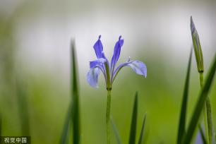吉林：松花江畔马莲花盛开