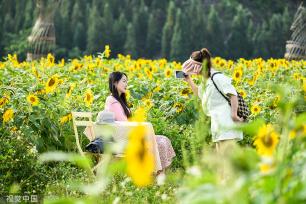 贵州兴义：向日葵盛放 游客相约“太阳花海”