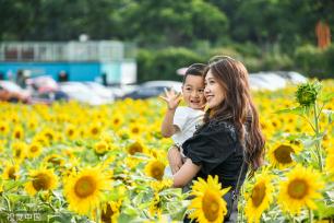 贵州兴义：向日葵盛放 游客相约“太阳花海”