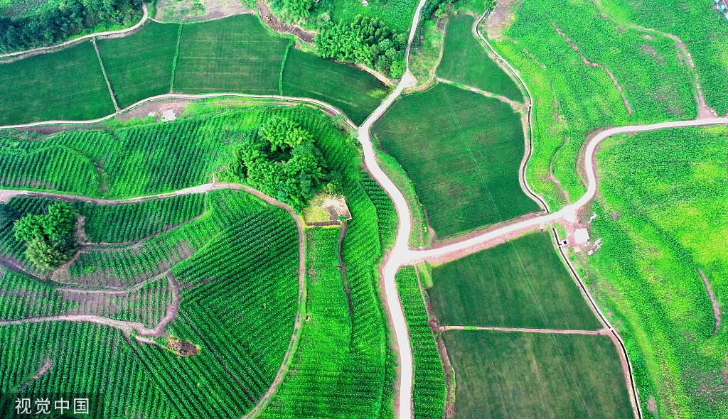四川眉山：高标准农田建设让荒地重披“绿装”