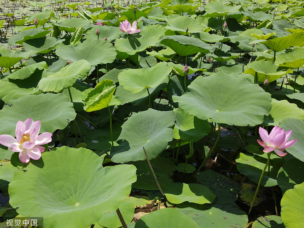 南京：滨江湿地公园荷花亭亭玉立