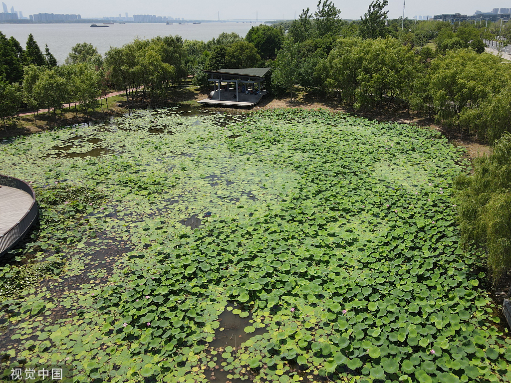 南京：滨江湿地公园荷花亭亭玉立