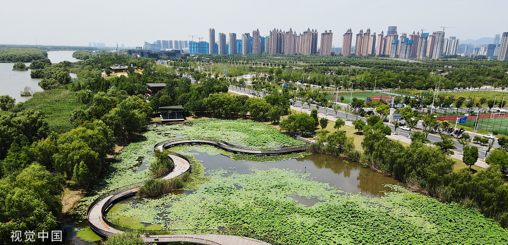南京：滨江湿地公园荷花亭亭玉立
