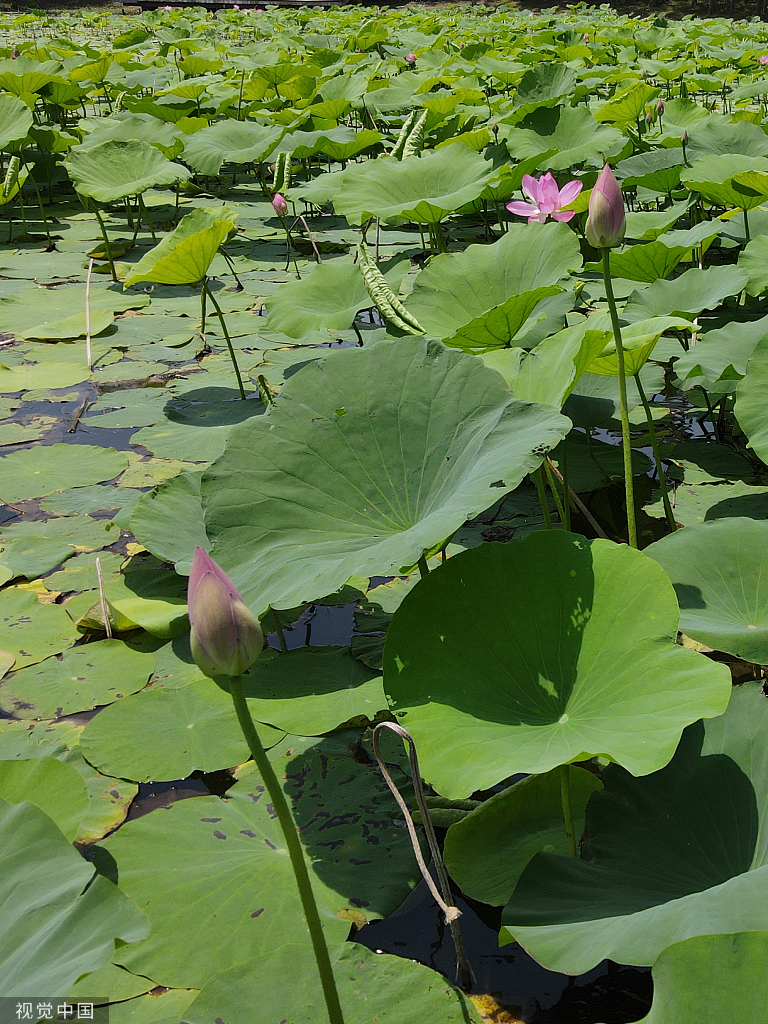 南京：滨江湿地公园荷花亭亭玉立