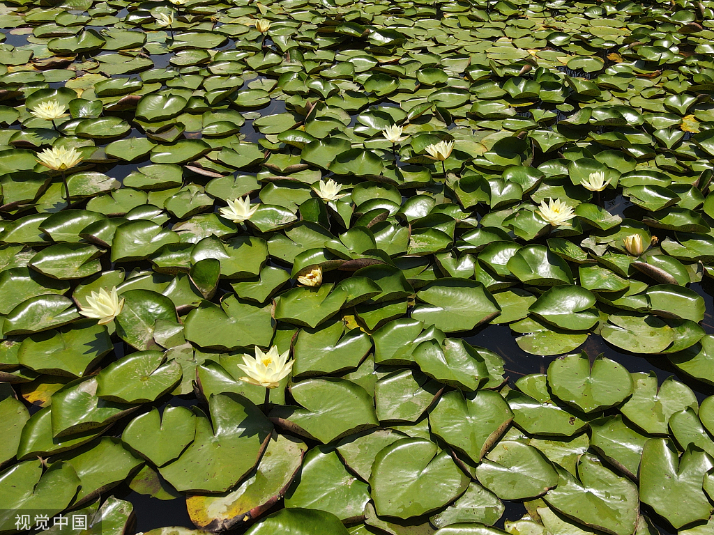 南京：滨江湿地公园荷花亭亭玉立