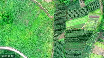 四川眉山：高标准农田建设让荒地重披“绿装”