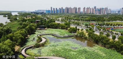 南京：滨江湿地公园荷花亭亭玉立