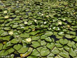 南京：滨江湿地公园荷花亭亭玉立