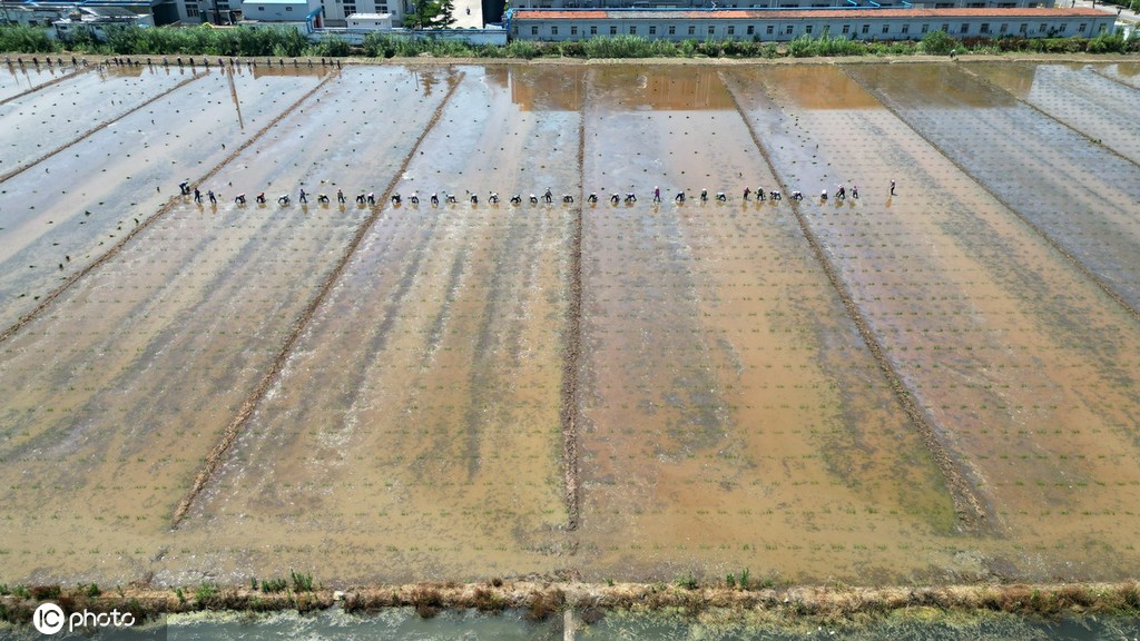 夏日时节 江苏盐城杂交水稻制种移栽忙