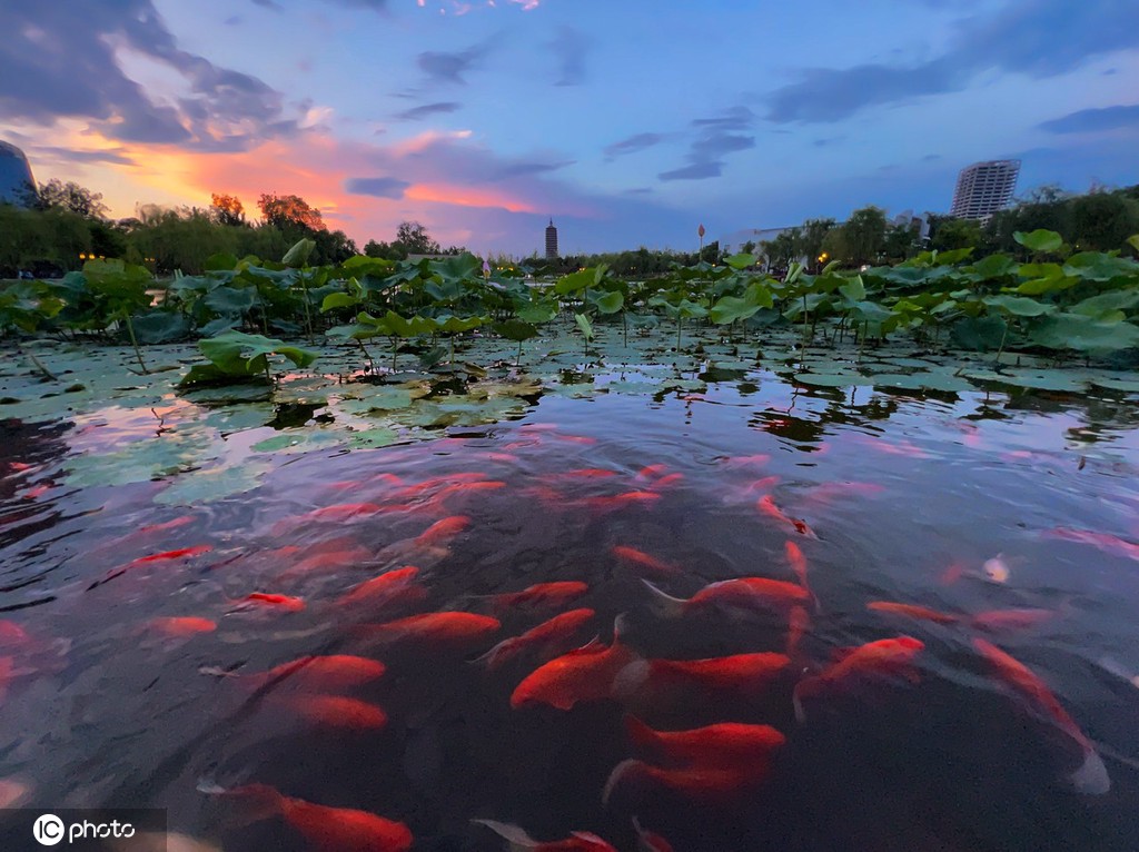 一枝塔影认通州 北京西海子公园锦鲤成群嬉戏觅食