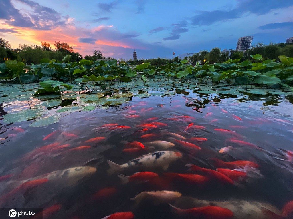 一枝塔影认通州 北京西海子公园锦鲤成群嬉戏觅食