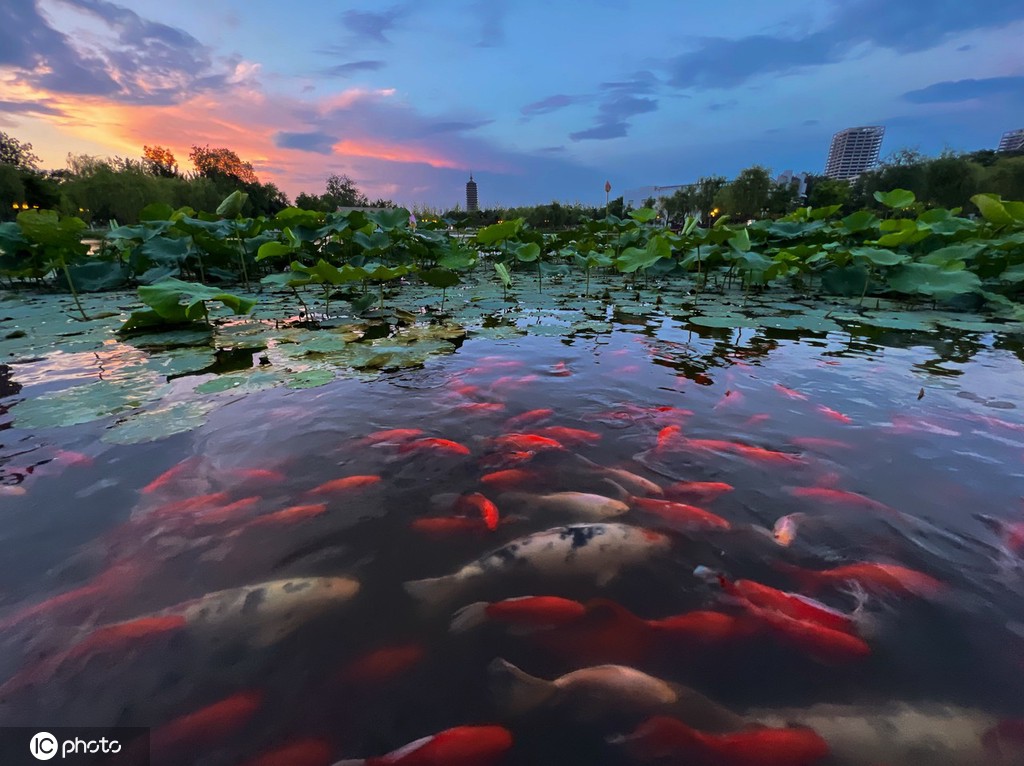 一枝塔影认通州 北京西海子公园锦鲤成群嬉戏觅食