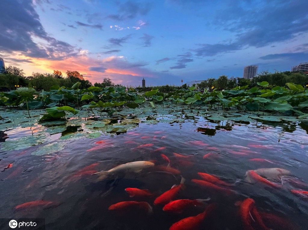 一枝塔影认通州 北京西海子公园锦鲤成群嬉戏觅食