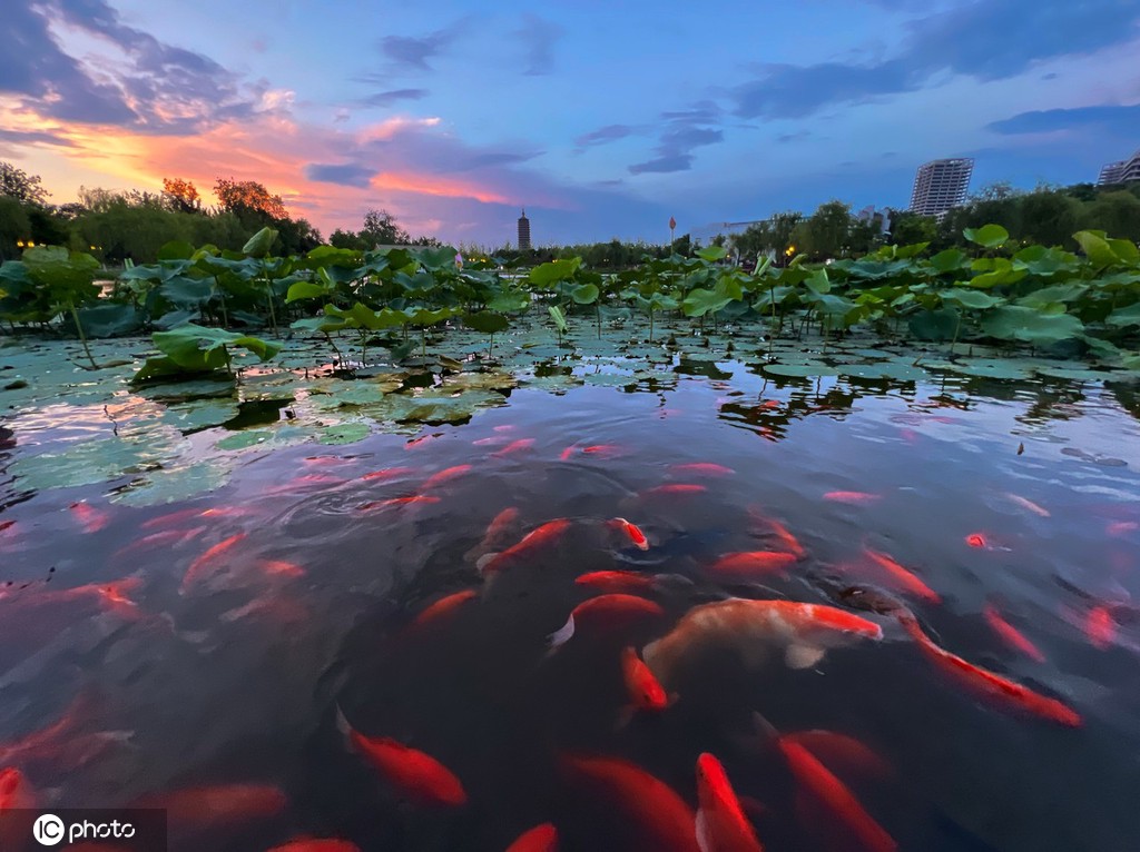 一枝塔影认通州 北京西海子公园锦鲤成群嬉戏觅食