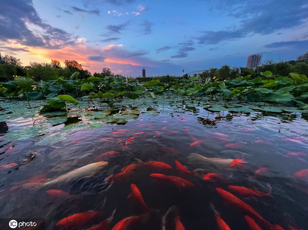 一枝塔影认通州 北京西海子公园锦鲤成群嬉戏觅食