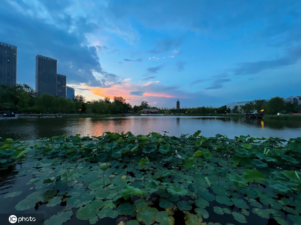 一枝塔影认通州 北京西海子公园锦鲤成群嬉戏觅食