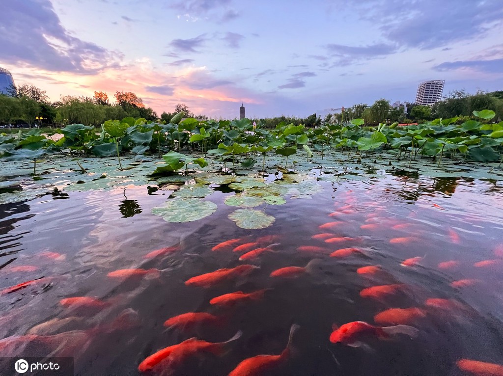 一枝塔影认通州 北京西海子公园锦鲤成群嬉戏觅食
