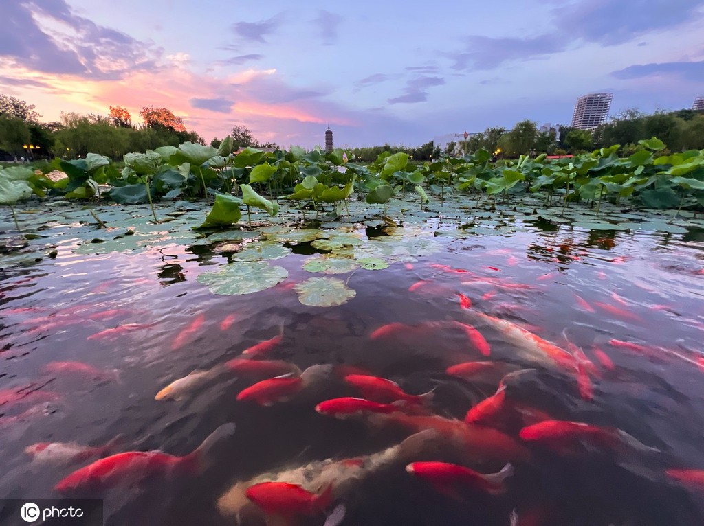 一枝塔影认通州 北京西海子公园锦鲤成群嬉戏觅食