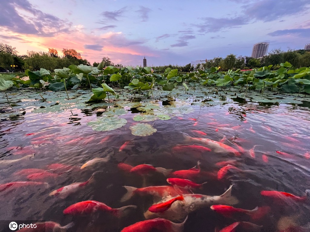 一枝塔影认通州 北京西海子公园锦鲤成群嬉戏觅食