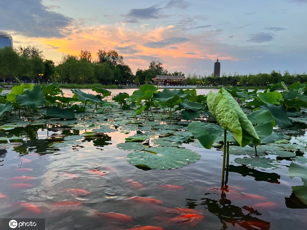一枝塔影认通州 北京西海子公园锦鲤成群嬉戏觅食