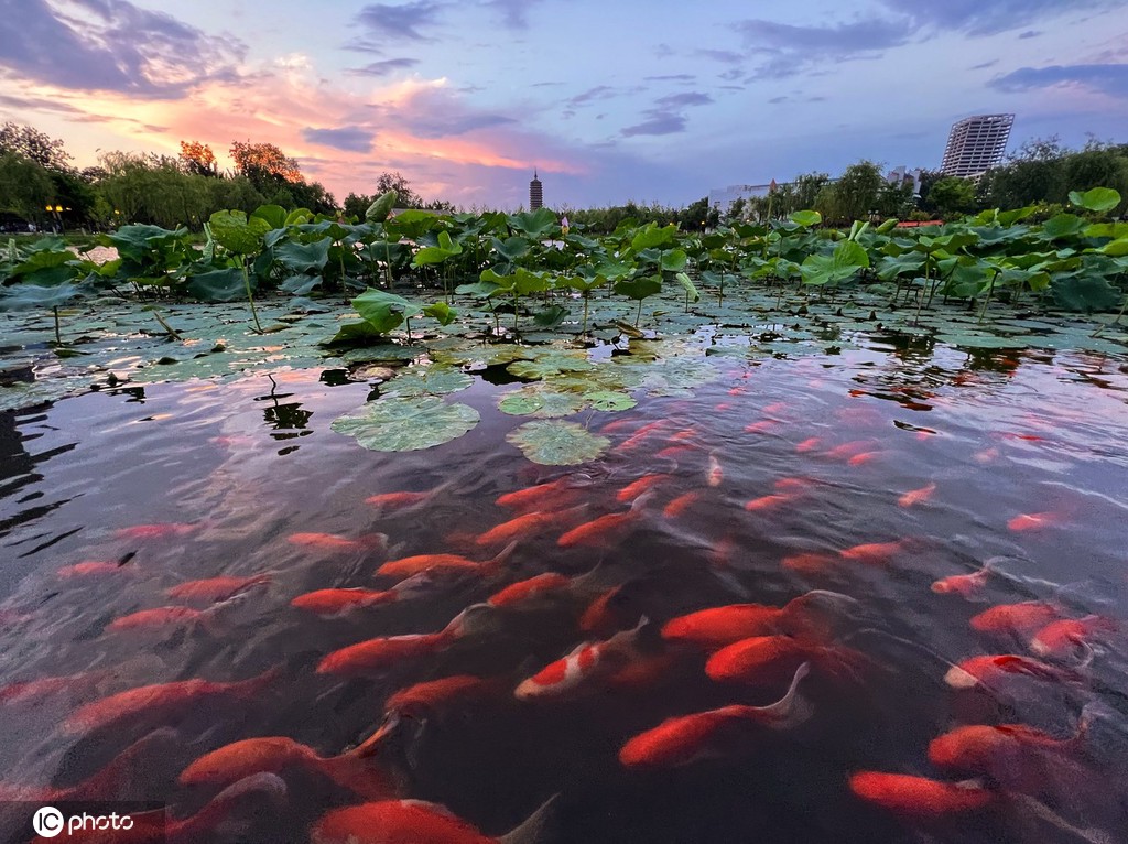 一枝塔影认通州 北京西海子公园锦鲤成群嬉戏觅食