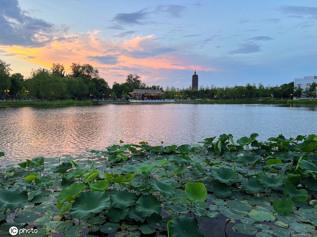 一枝塔影认通州 北京西海子公园锦鲤成群嬉戏觅食