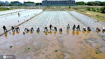 夏日时节 江苏盐城杂交水稻制种移栽忙