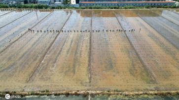 夏日时节 江苏盐城杂交水稻制种移栽忙