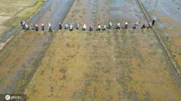 夏日时节 江苏盐城杂交水稻制种移栽忙