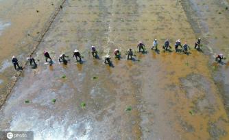 夏日时节 江苏盐城杂交水稻制种移栽忙