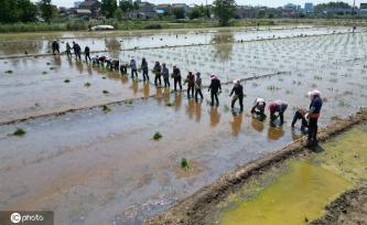 夏日时节 江苏盐城杂交水稻制种移栽忙