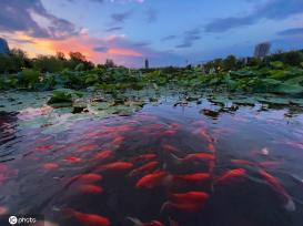 一枝塔影认通州 北京西海子公园锦鲤成群嬉戏觅食