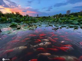 一枝塔影认通州 北京西海子公园锦鲤成群嬉戏觅食