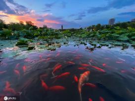 一枝塔影认通州 北京西海子公园锦鲤成群嬉戏觅食